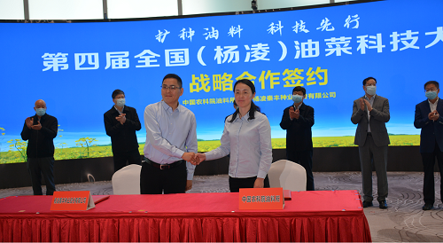 秦豐種業(yè)：加速推進油料作物種子產業(yè)布局