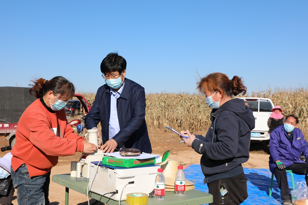秦豐種業(yè)：“陜單650”畝產1070公斤 刷新渭北旱地春玉米畝產紀錄